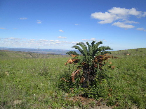 Image of Encephalartos longifolius by (c) Nolan Exe, some rights reserved (CC BY)