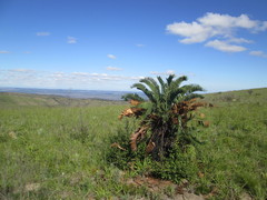 Encephalartos longifolius