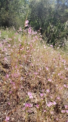 Clarkia williamsonii