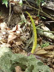 Amorphophallus henryi