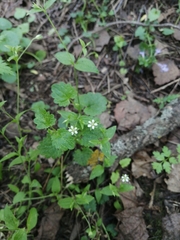 Moehringia trinervia