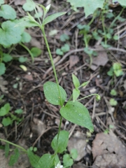 Moehringia trinervia