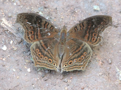 Junonia gregorii