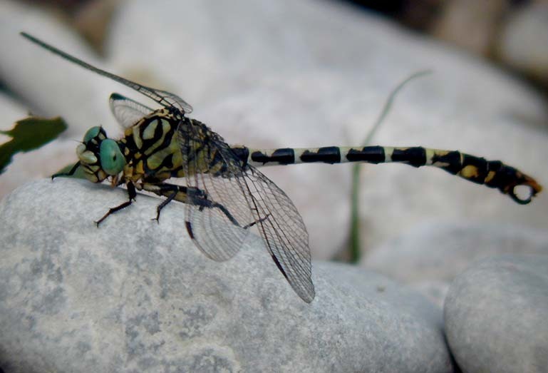 Onychogomphus forcipatus forcipatus