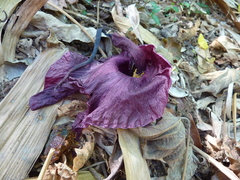 Amorphophallus henryi