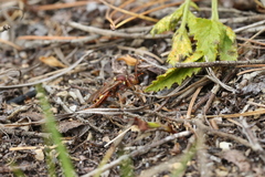 Nomada imbricata