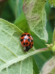 Harmonia axyridis