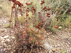 Crassula latibracteata