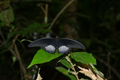 Papilio rumanzovia