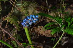 Amorphophallus henryi
