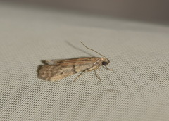Ephestia elutella