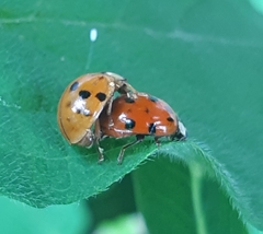 Harmonia axyridis