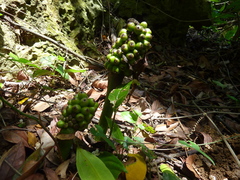 Amorphophallus henryi