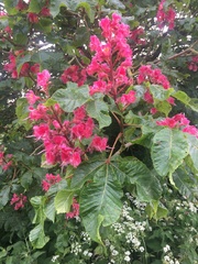 Aesculus × carnea