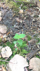 Clinopodium douglasii