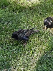 Sturnus vulgaris