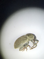 Tychius meliloti
