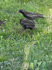 Sturnus vulgaris
