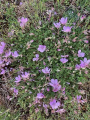 Erodium paularense