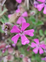 Silene acutifolia