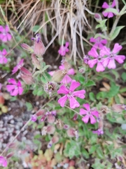Silene acutifolia