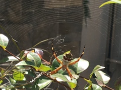 Argiope argentata
