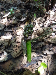 Amorphophallus henryi