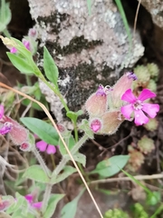 Silene acutifolia