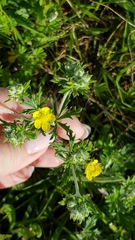 Potentilla argentea