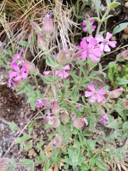 Silene acutifolia