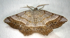Eumacaria madopata