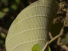 Callicarpa tomentosa