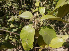 Callicarpa tomentosa