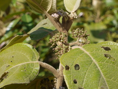 Callicarpa tomentosa