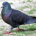 Feral Pigeon - Photo (c) Kala Murphy King, some rights reserved (CC BY-NC-ND), uploaded by Kala Murphy King