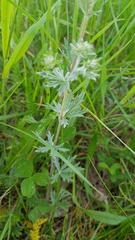 Potentilla argentea