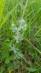 Potentilla argentea