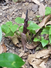 Amorphophallus henryi