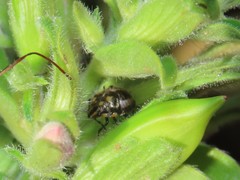 Bagrada hilaris