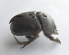 Scarabaeus typhon