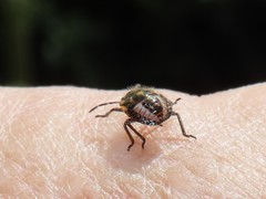 Bagrada hilaris