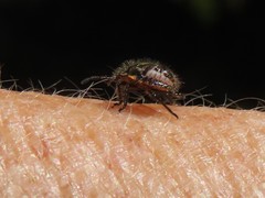 Bagrada hilaris