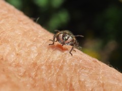 Bagrada hilaris