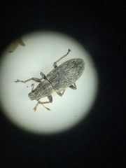 Sitona cylindricollis