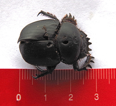 Scarabaeus typhon