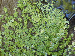 Lemna gibba