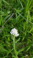 Achillea millefolium