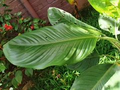 Anthurium hookeri