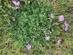 Erodium paularense