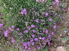 Erodium paularense